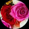 lisalilac456